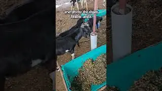 संभाजीनगर येथे उस्मानाबादी मिक्स शेळ्या विक्रीस आहेत #goatfarm #शेळीपालन #शेळी #goat #उस्मानाबादी