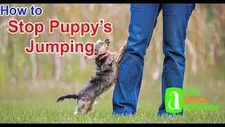 How to Train a Puppy not to Jump on People.