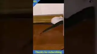 Злой хомяк с ножом l Забавный черный кот напуган