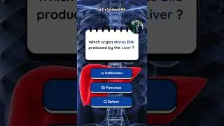 Which organ stores bile produced by the liver ?