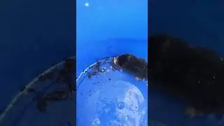Дача как хобби. Опять крот. 