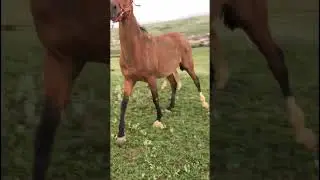 Мамин красавчик. 328 #лошадь  #horse   #pferde   #cheval    حصان# #short   #shortvideo   #shorts