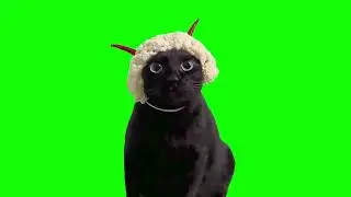Black Cat with Hat Memes | Green Screen HD