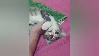 What happens when your cats always play with you foot.😸