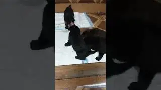 Девочки Лабрадорчики и их новая игрушка 🤭#labrador