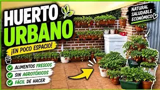 Huerto urbano de fresas en macetas 🍓 ¡Aquí te enseño como las tengo en la terraza!