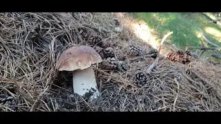 2-Boletus Edulis y Níscalos Septiembre 2023