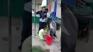 Kolasib vawk mak