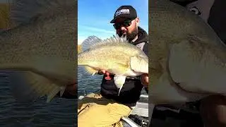 How to catch golden perch on TT Switchblade+. #fishing #shorts #lurefishing #goldenperch #fish #lure