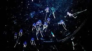 Rexlambo - shine