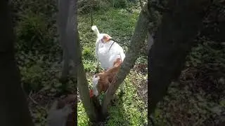 Видеотзыв Воронежская обл.