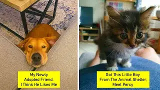Most Wholesome Rescue Pet Photos V 7