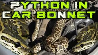 Python in Car's Bonnet || Singapore || Media Power