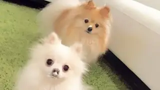 Puppy Vlog: Puppy drink Milk Foam & Beach House