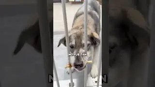 Dog Intelligence Test! 🐕😍 