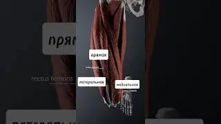 Мышцы бедра