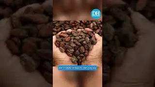 El Huila incentiva el cacao