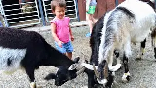 Olivia and Nikol's Zooventure: A Wild Day at the Zoo!