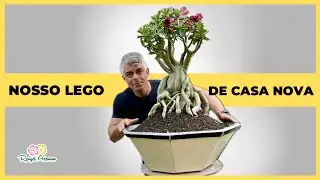 Nossa Rosa do Deserto LEGO  de casa nova