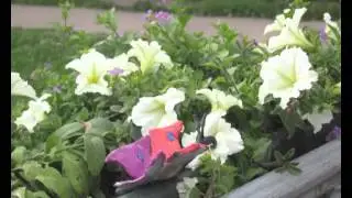 Как бабочка гусеничкой была...