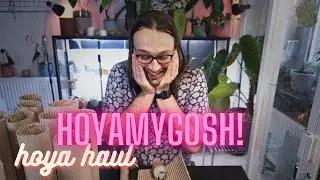 HOYAMYGOSH! Hoya Haul