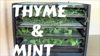 Dehydrating Thyme and Mint