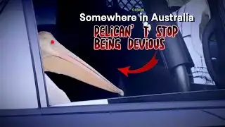 Australian Pelicans | Outback Nomads | Flying Gluttons | Exotic Birds | Australian Birds