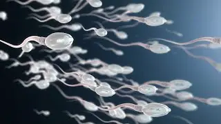Immunity System Attacking The Sperms Inside Woman's Body