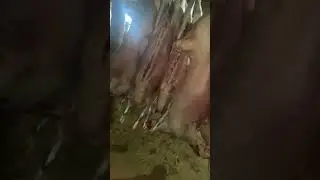 Ягнята 🐑