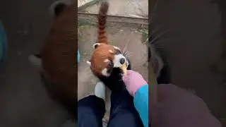 I love apples just like I love you.😋😋😋#fy #fyp #trending #cute #adorable #redpanda #Iove #apple