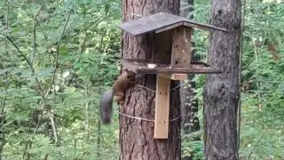 Вышивка гладью/Вышиваю мечту...