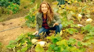 How to Harvest and Cure Squash | lasts MONTHS on the open shelf like this