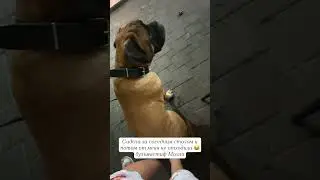 Бульмастиф Молли сидела в ногах у хозяина за соседним столом. И мы с ней быстро подружились 😁
