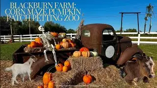 Fall Fun At Blackburn Farm With Pumpkins And A Petting Zoo!