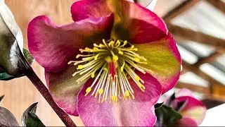 The Amazing (and poisonous) Lenten Rose- A beautiful #Evergreen for your #shadegarden