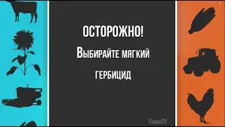 Подсолнечник и кукуруза: удивительные факты, полезные рекомендации