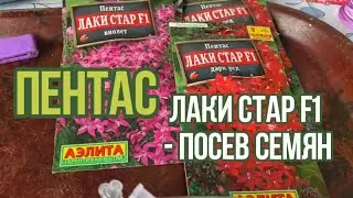 Пентас  Лаки стар F1 - посев семян . 