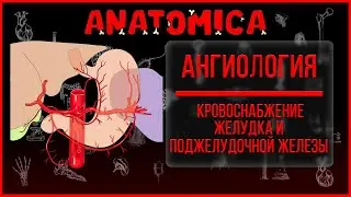 Кровоснабжение желудка и поджелудочной железы / Артерии желудка / Ангиология