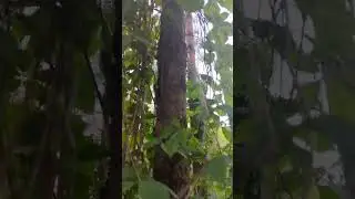 Павелиха...лесное лихо, растение вампир.