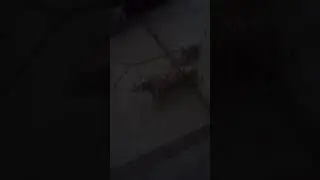 Baby tigers go shopping for fall /HalloweenFall special
