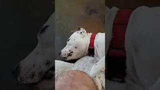 Some food, some treats, and some belly rubs put Otis right to sleep.