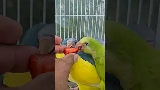 Baby Parrots try 🍓 for the 1st time 🦜