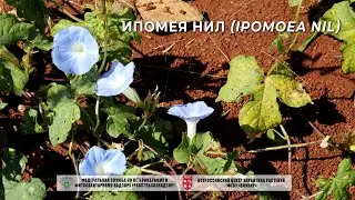 Ипомея нил (Ipomoea nil)