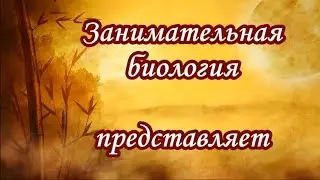 ТРЕЙЛЕР КАНАЛА