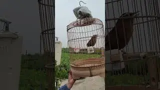 TO NHƯ KHUỚU , CHƠI CÁC KIỂU