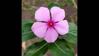 Flores