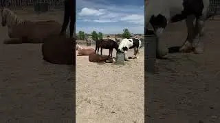 Nugget discovered he doesn’t have to stand up to eat