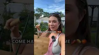 harvest with me 🍅🥔 #gardenharvest #gardening #harvest #growfood #bigharvest