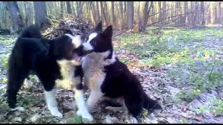 щенки лайки