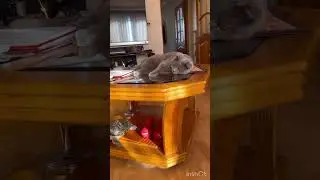 Всем привет от подружек 👋! #cat #kitten #turtle